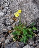 Papaver lapponicum