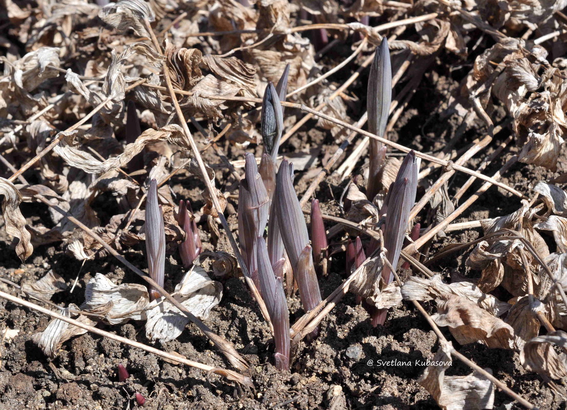 Изображение особи Uvularia grandiflora.