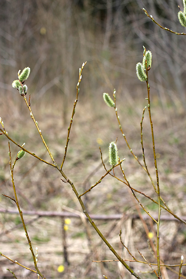 Image of Salix caprea specimen.