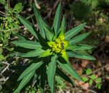 Euphorbia semivillosa