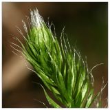 Lycopodium clavatum