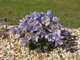 Pulsatilla grandis. Цветущее растение ('Budapest'). Великобритания, Шотландия, Эдинбург, Royal Botanic Garden Edinburgh, в культуре. 4 апреля 2008 г.