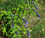 Gentiana asclepiadea. Цветущие растения расположены плотными группами по всему периметру поляны на вершине горы Крыхан. Украинские Карпаты, Свалявский район, у с. Солочин.