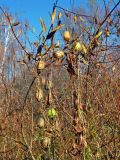 Echinocystis lobata. Побеги со зрелыми плодами на ветвях Salix. Московская обл., гор. округ Солнечногорск, долина р. Горетовка, прибрежный ивняк. 25.10.2020.