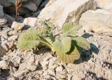 Scabiosa bipinnata. Прикорневая розетка листьев. Краснодарский край, Абинский р-н, окр. станицы Шапсугская, мергелевый карьер, на отвале породы. 15.10.2014.