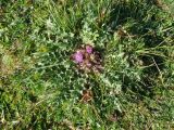 Cirsium esculentum