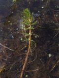 Myriophyllum verticillatum. Надводный побег с женскими цветками. Магаданская обл., Ольский р-н, Клепкинская трасса, бассейн р. Танон, Танонская тундра, небольшое озеро. 21.08.2021.