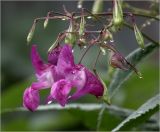 Impatiens glandulifera