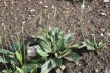 Plantago urvillei