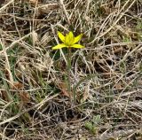 Gagea pauciflora. Цветущее растение. Иркутская обл., Усть-Ордынский р-н, окр. пгт Усть-Орда, холмистая степь, склон холма. 02.05.2022.