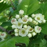 Crataegus maximowiczii