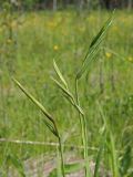 Gladiolus imbricatus