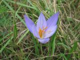 Crocus speciosus