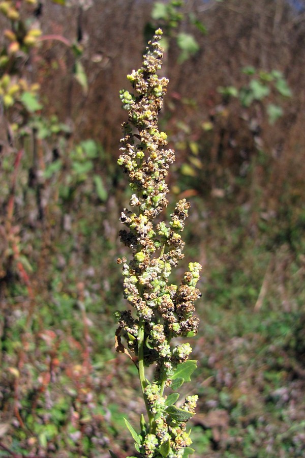 Изображение особи Chenopodium zerovii.