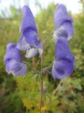 Aconitum ambiguum