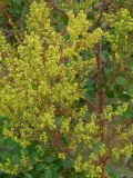 Artemisia annua