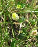 Trifolium campestre. Часть растения с соцветиями. Италия, Венето, пригород Венеции, у парковки экскурсионных автобусов. 18.06.2012.