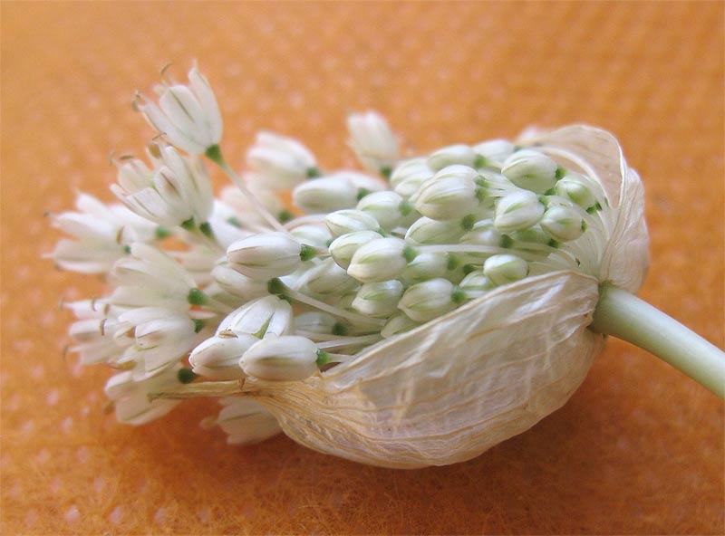 Изображение особи Allium pallens.