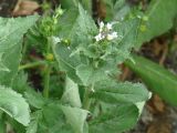 Arabis pendula