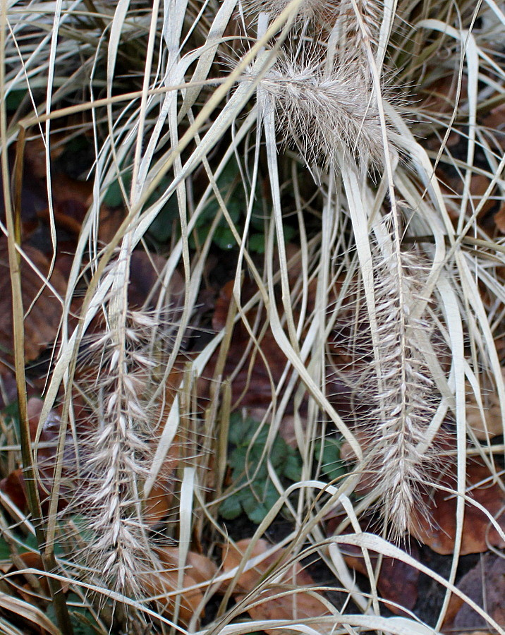 Image of Pennisetum alopecuroides specimen.