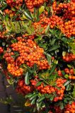 Pyracantha angustifolia