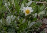 Dryas punctata