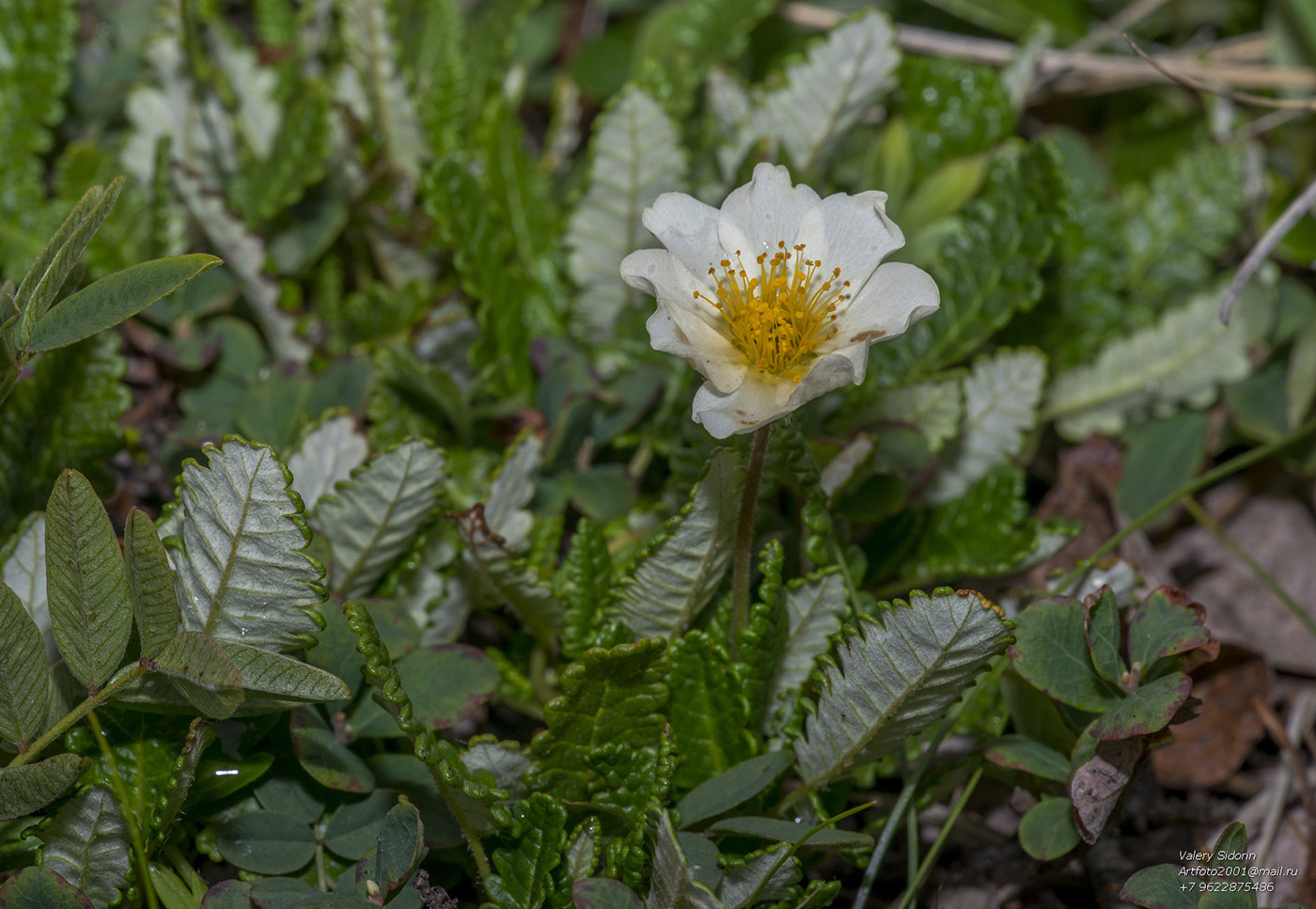 Изображение особи Dryas punctata.