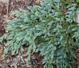 Juniperus squamata. Ветви ('Meyeri'). Германия, г. Дюссельдорф, Ботанический сад университета. 04.05.2014.