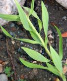 genus Alstroemeria