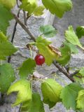 Ribes alpinum