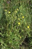 Potentilla soongorica