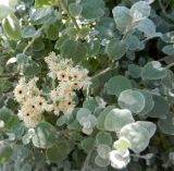 Helichrysum petiolare