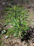 Abies holophylla