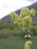 Spiraea hypericifolia. Верхушка цветущего побега. Казахстан, Джунгарский Алатау, орографически левый берег р. Коксу ≈ 3 км ниже пос. Рудничный. Начало мая 2012 г.