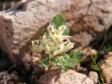 Corydalis darwasica