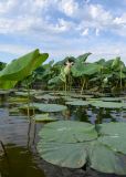 Nelumbo caspica. Две формы листьев - плавающие и поднимающиеся над водой. Астраханская обл., Камызякский р-н, водно-болотное угодье \"Дельта Волги\", 6 км к востоку-юго-востоку от слияния Никитинского и Гандуринского банков. 02.08.2015.