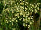 Thalictrum minus. Часть соцветия. Приморье, окр. г. Находка, разнотравный луг. 04.08.2016.