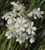 Filipendula vulgaris