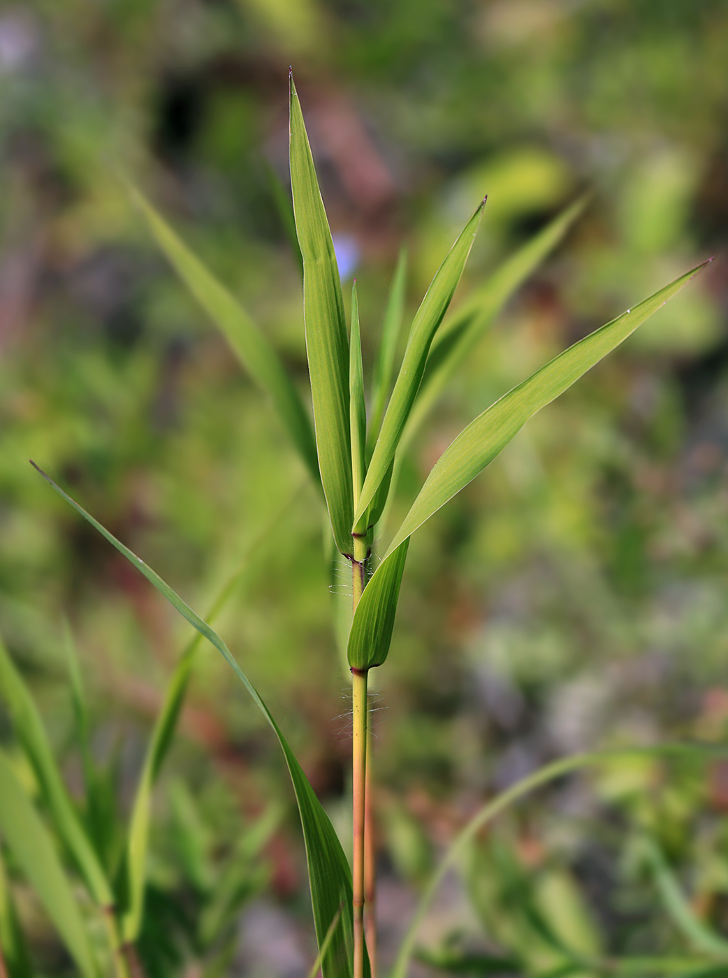 Image of Cleistogenes krjukovae specimen.