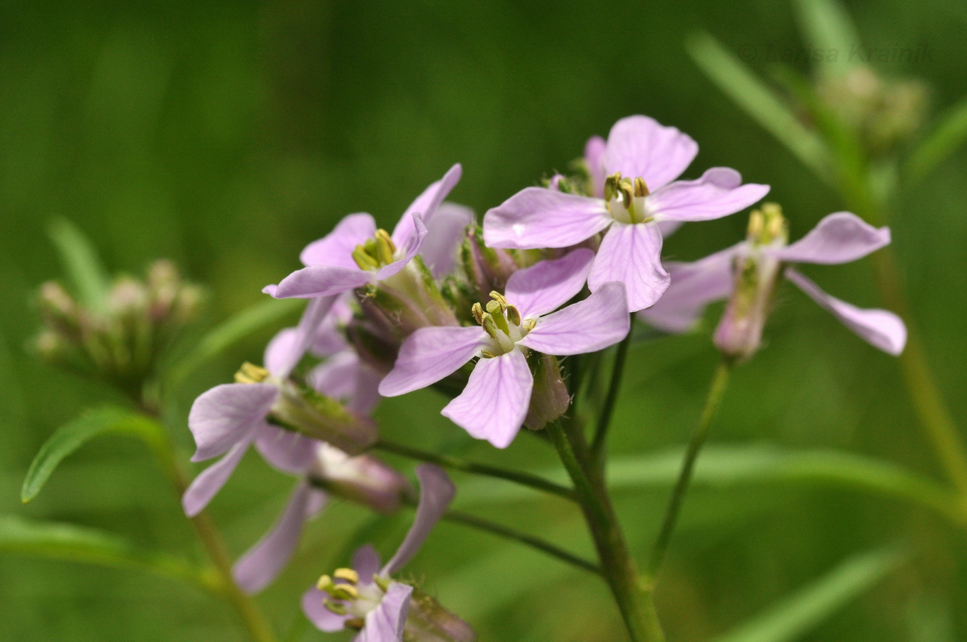 Изображение особи Dontostemon dentatus.