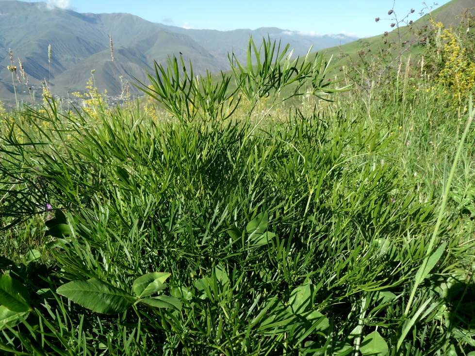 Image of familia Apiaceae specimen.