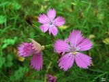 Dianthus fischeri. Верхушка цветущего растения. Московская обл., Егорьевский р-н, окр. дер. Колычево. 25.08.2007.