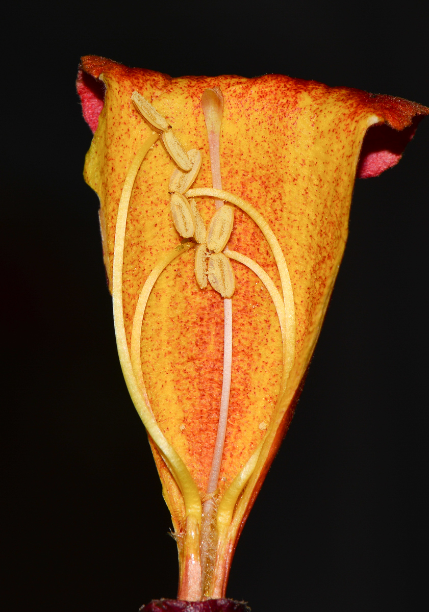 Изображение особи Bignonia capreolata.