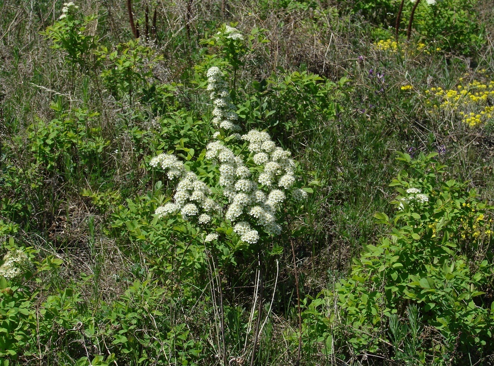 Изображение особи Spiraea media.