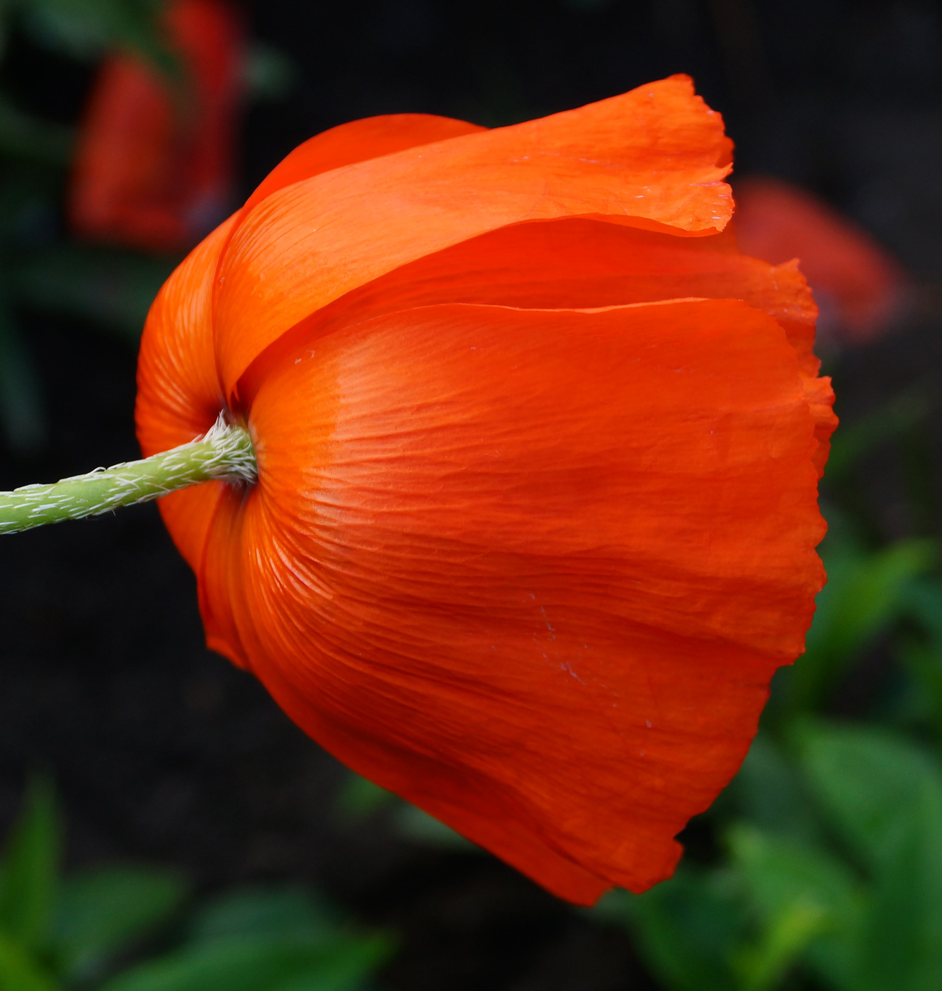 Изображение особи Papaver orientale.