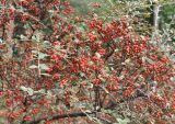 род Cotoneaster. Ветви плодоносящего кустарника. Китай, провинция Юньнань, г. Лицзян, парк на пруду Чёрного Дракона. 31 октября 2016 г.