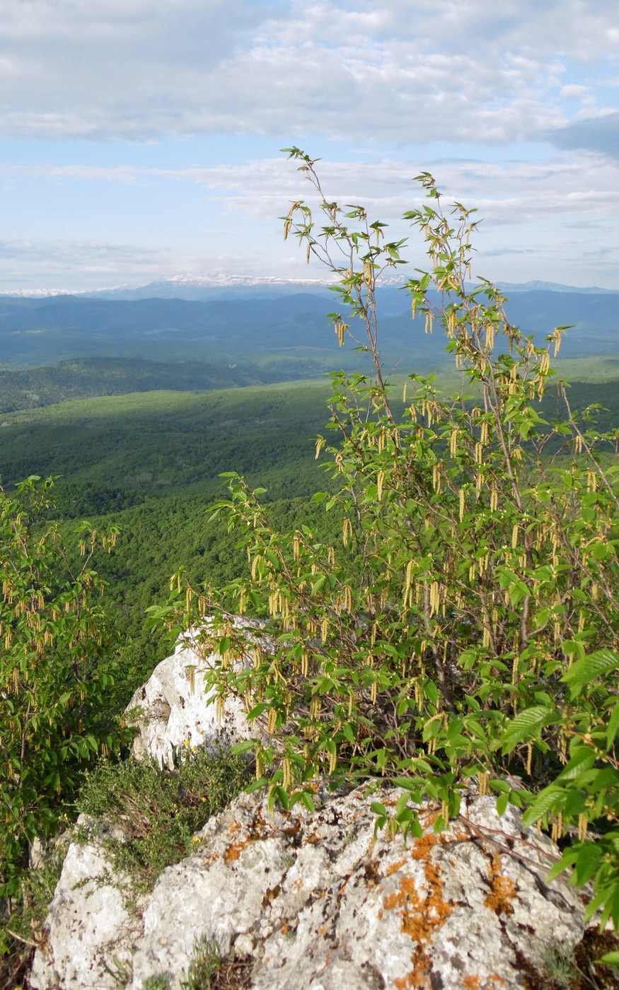 Изображение особи Ostrya carpinifolia.