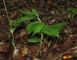 Epipactis helleborine. Вегетирующее растение (слева виден побег от Epipactis persica). Дагестан, Табасаранский р-н, 1 км к северо-востоку от с. Татиль, буковый лес. 12 июня 2018 г.