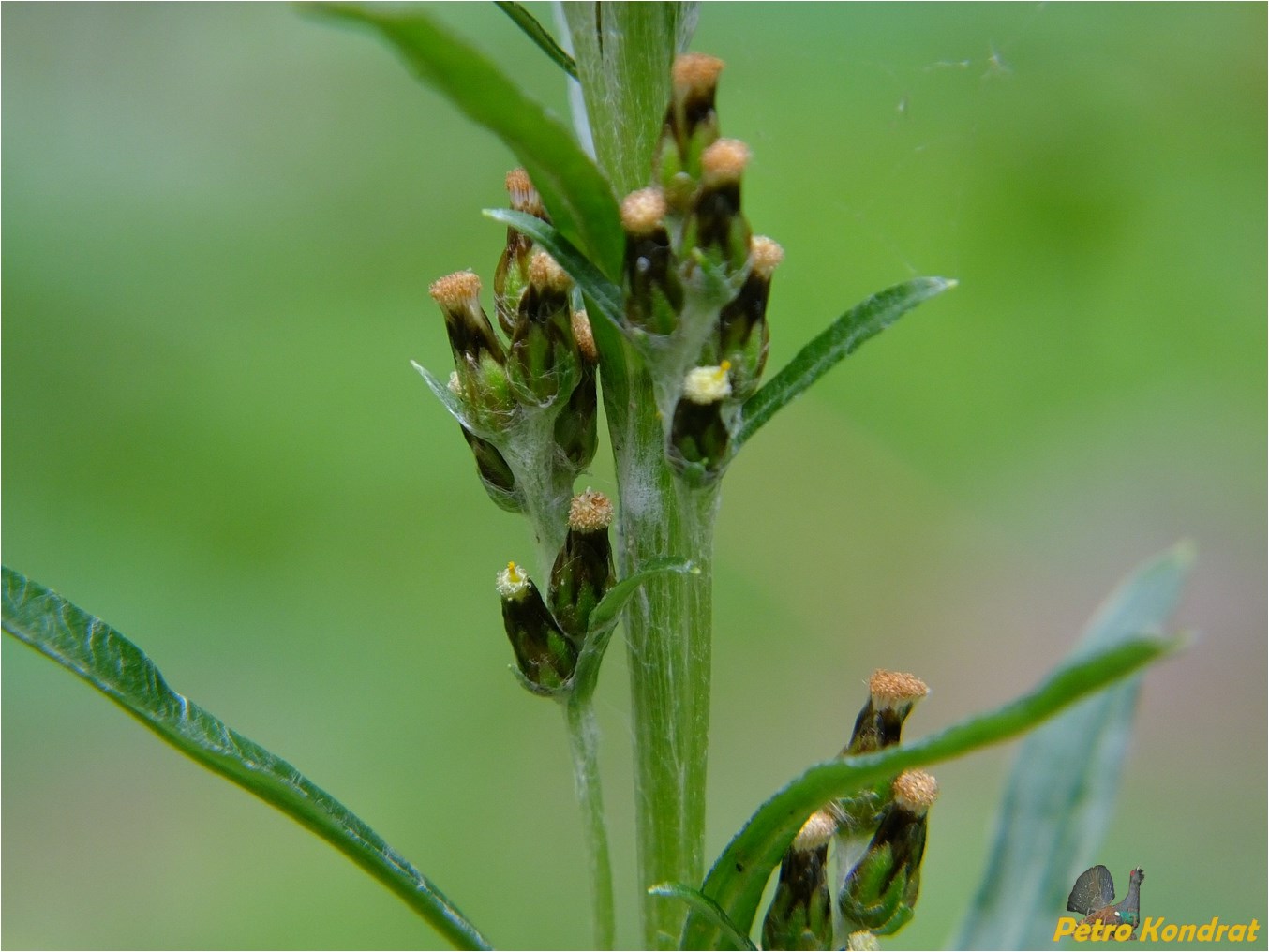 Изображение особи Omalotheca sylvatica.