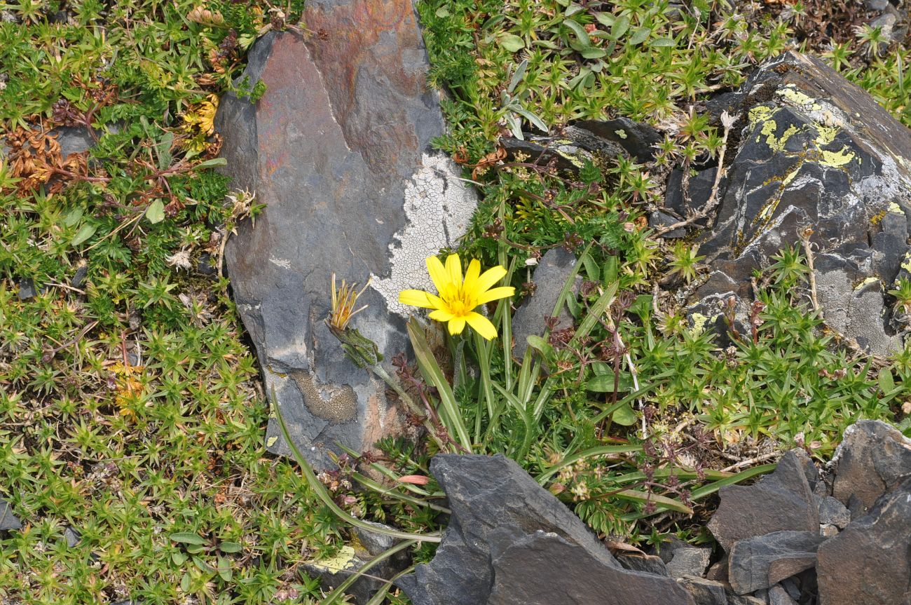 Изображение особи Scorzonera charadzeae.